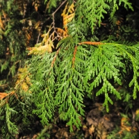 Eastern White Cedar, or Arbor Vitae