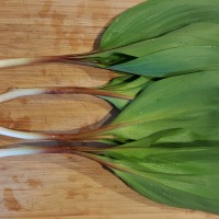 Ramps: An Easy to Identify, Delicious Wild Food