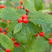Winterberry: Eastern North America's Backyard Tea